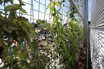 Photo of the space between an exterior wall of the Rice University house and a fence structure that supports green foliage. Through the fence and foliage, Solar Decathlon visitors are seen strolling Decathlete Way.