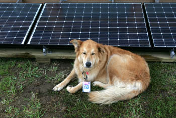 Photo of a dog sleeping near PV panels.