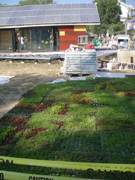 Photo of bedding plants in the foreground, with the Madrid solar house in the background.