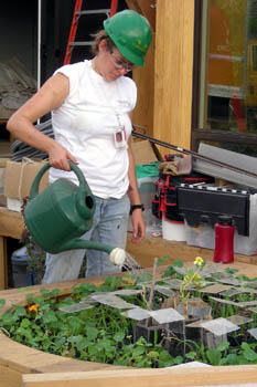 Photo of a woman wearing a hard hat and using a plastic watering can to pour water onto plants on a wooden deck space. Wires hold small, clear, plastic squares over some of the plants.