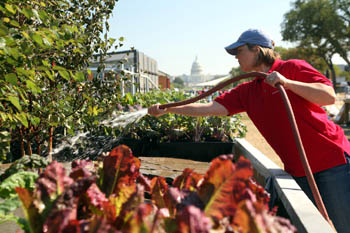 Photo of a young woman in a red shirt who is watering plants with a hose. The U.S. Capitol Building is visible in the background.