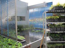 Photo of a pond next to a house with vegetation floating on top of the water and metal screens on the sides. There is a tall cart with several shelves of potted plants next to the house ready for planting.