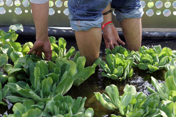 Photo of a person's hands and legs in a pool of water. In the water surrounding the legs are various plants.
