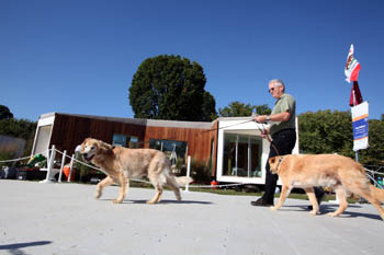 Photo of a man walking to yellow dogs on leashes. The Team California house is in the background.