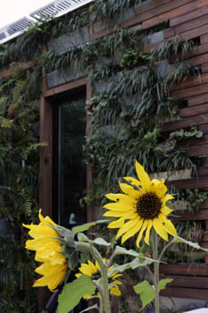 Photo of sunflowers in bloom in front of Penn State's external living wall, which integrates numerous plants into the house exterior siding.